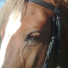 Anden særlig race Blis R.I.P