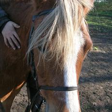 Anden særlig race Blis R.I.P