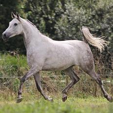 Arabisk fuldblod (OX) Sinaida - SOLGT - 