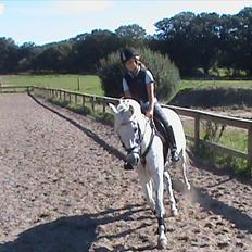 Welsh Pony (sec B) Lyngvejens Eliza (SOLGT) Savnet ?