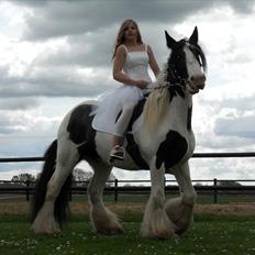 Irish Cob Elvis