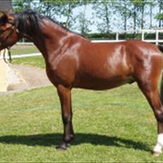 Welsh Pony (sec B) Korreborgs Pinot