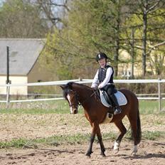 Welsh Pony (sec B) Korreborgs Pinot