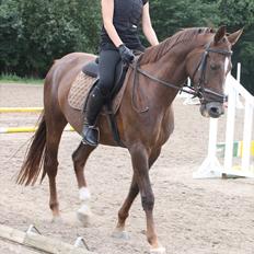 Dansk Varmblod Nørremøllehøjs Daisy 