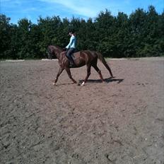 Dansk Varmblod Nørremøllehøjs Daisy 