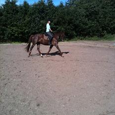 Dansk Varmblod Nørremøllehøjs Daisy 