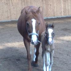 Anden særlig race lindgaardens Spirit