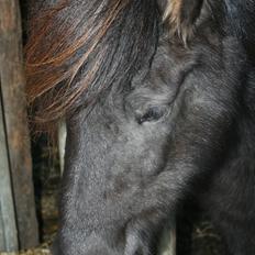 Islænder Assa fra BirkegårdenSOLGT
