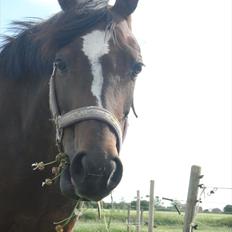 Hollandsk Sportspony Lady Prudence