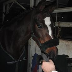 Hollandsk Sportspony Lady Prudence