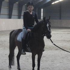 Hollandsk Sportspony Lady Prudence