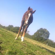 Dansk Varmblod /Oldenborg Safir