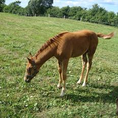 Dansk Varmblod /Oldenborg Safir