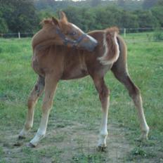 Dansk Varmblod /Oldenborg Safir