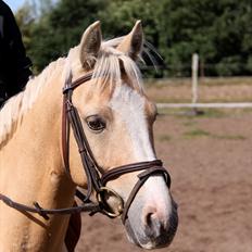 DSP Solvanggårds Athera