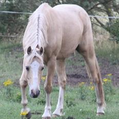 DSP Solvanggårds Athera