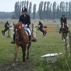 Dansk Varmblod Canton "R.I.P"