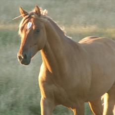 Welsh Partbred (Sec F) Stillebækkens Duracell