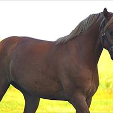 Welsh Partbred (Sec F) Stillebækkens Duracell