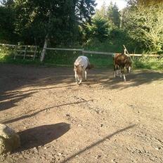 Shetlænder Swetty *Ifol* (Solgt)