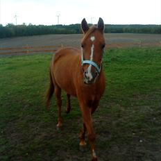 Anden særlig race Flower Power