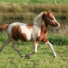 Anden særlig race Playtime
