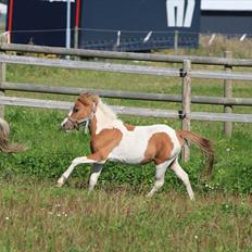 Anden særlig race Playtime