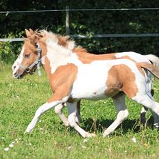 Anden særlig race Playtime