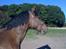 Welsh Cob (sec D) Donnovan - solgt - 6. september 2010. utrolig godt billede, hvis jeg selv skal sige det :)