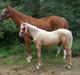 Palomino Digtergårdens Hard Rock