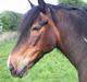 Irish Cob Scater - R.I.P.