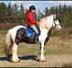 Irish Cob Willie McLeod Skovbo (Bas)