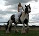 Irish Cob Elvis