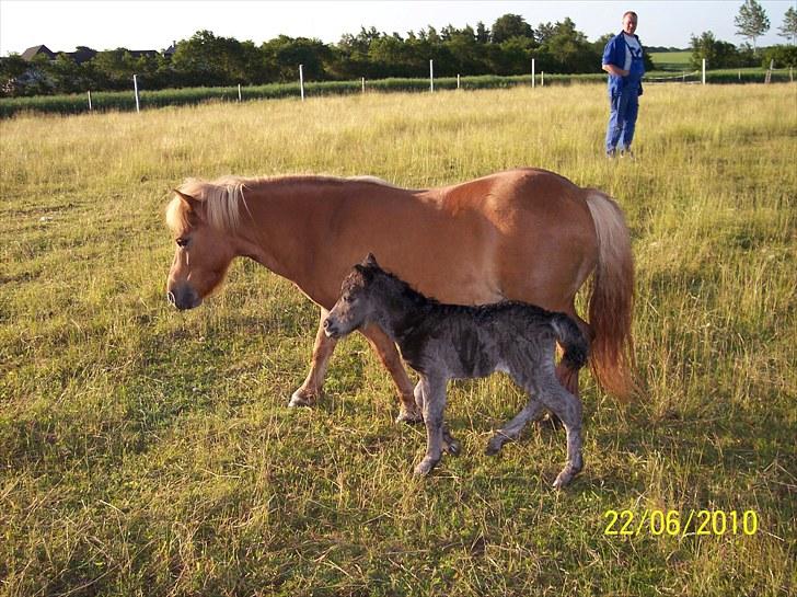 Shetlænder Ditte Breum billede 1