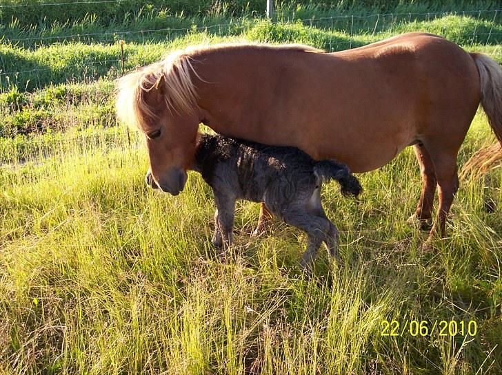Shetlænder Ditte Breum billede 2