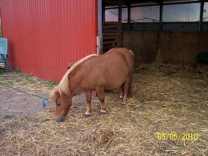 Shetlænder Ditte Breum billede 3