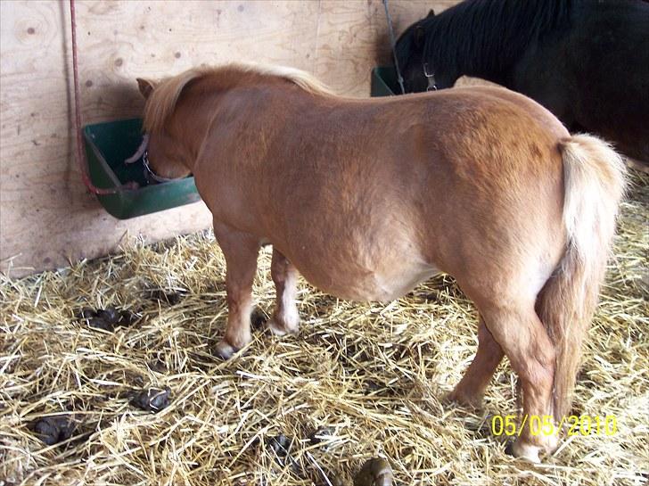 Shetlænder Ditte Breum billede 4