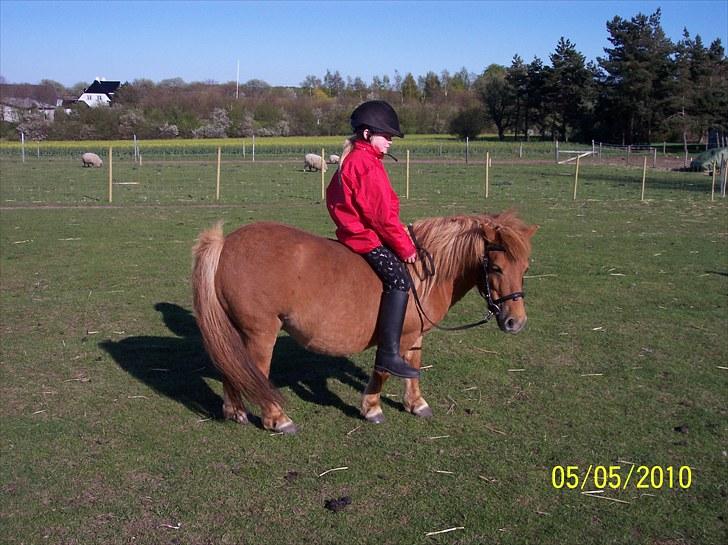 Shetlænder Ditte Breum billede 5
