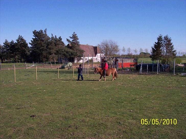 Shetlænder Ditte Breum billede 6