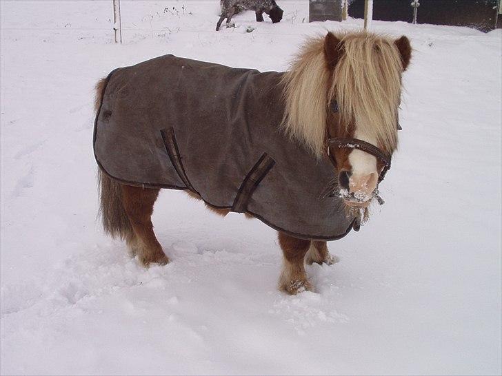 Shetlænder Pickwick - Pickwick i sneen billede 13
