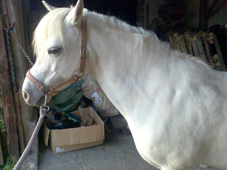 Anden særlig race Silke billede 1