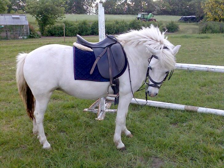 Anden særlig race Silke billede 4