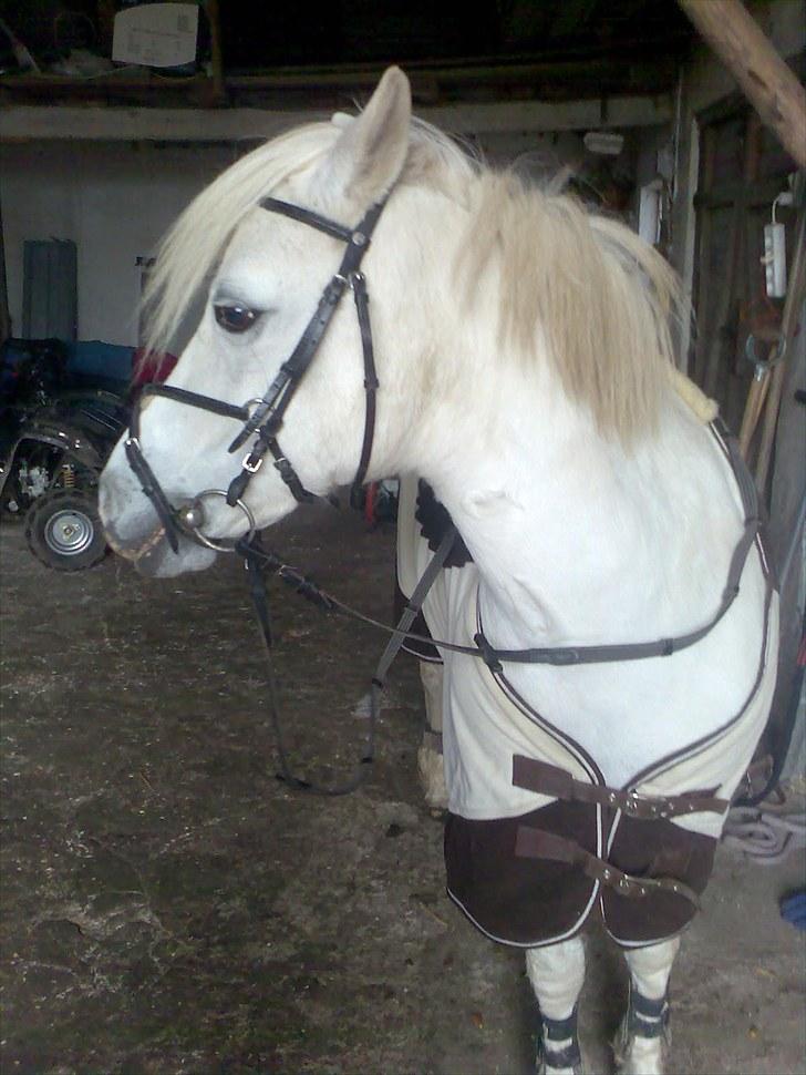 Anden særlig race Silke billede 5