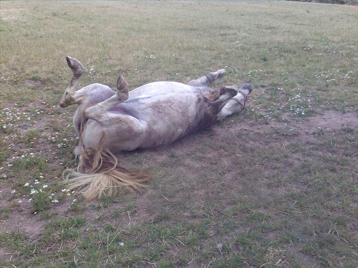 Anden særlig race Silke billede 6