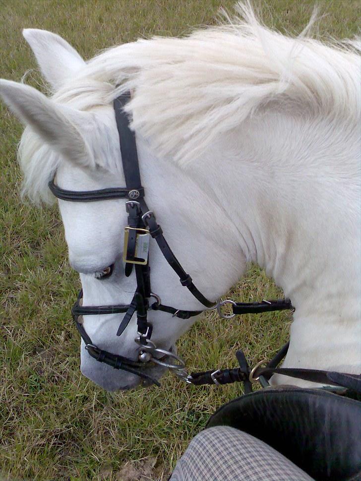 Anden særlig race Silke billede 7