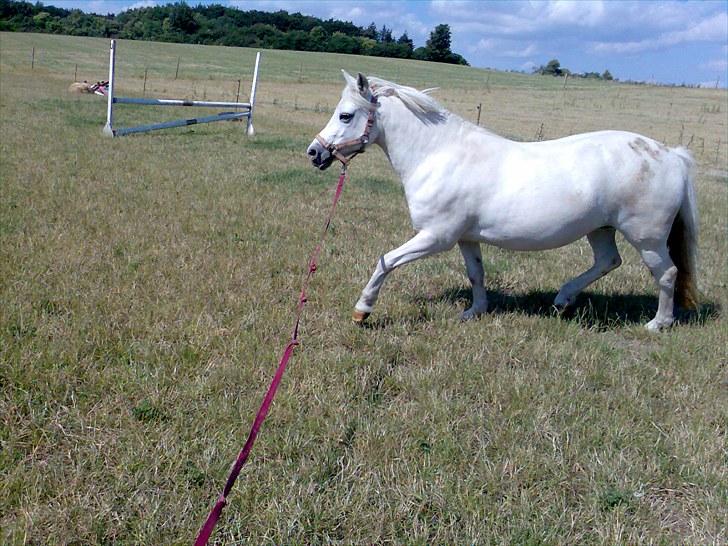 Anden særlig race Silke billede 8
