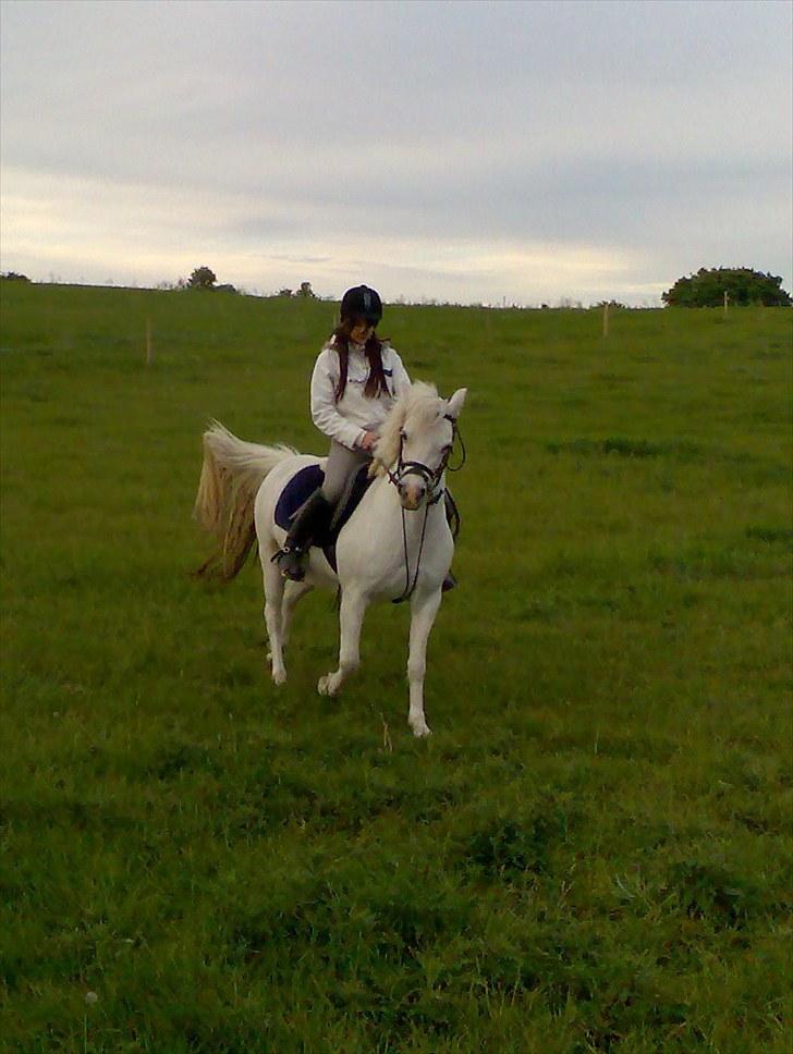 Anden særlig race Silke billede 9