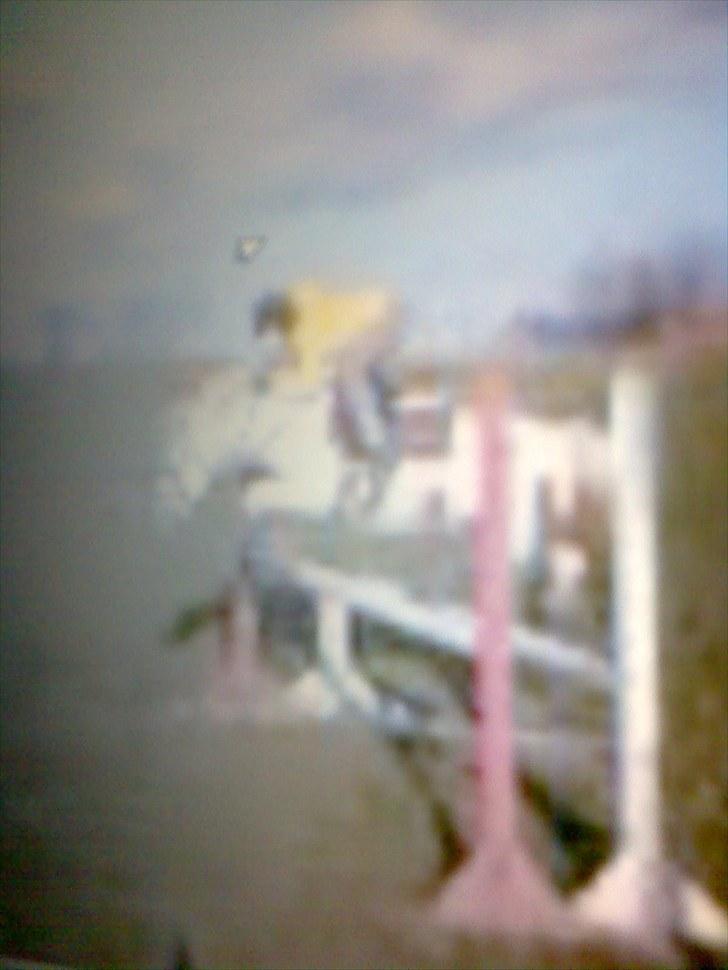 Anden særlig race Silke billede 10