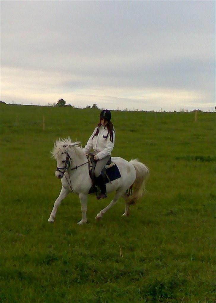 Anden særlig race Silke billede 11