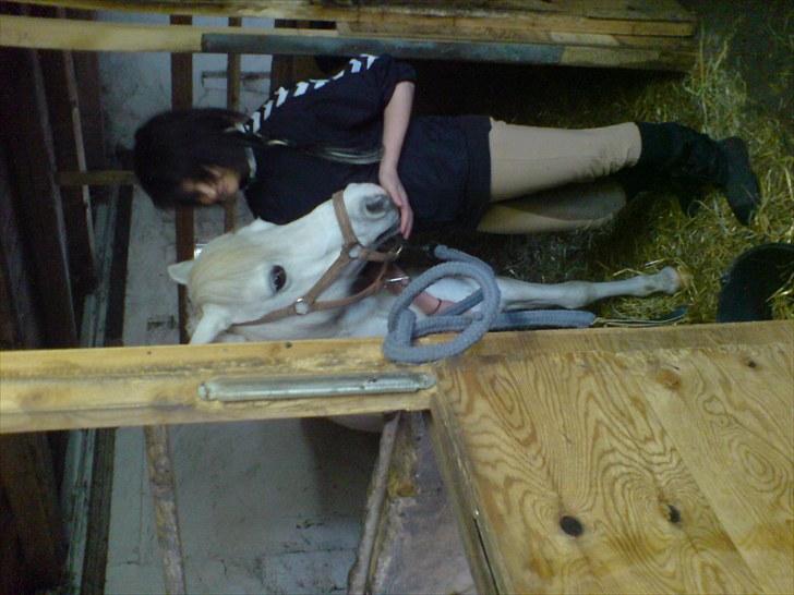 Anden særlig race Silke billede 12